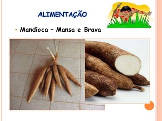 ALIMENTAÇÃO
• Mandioca – Mansa e Brava
 