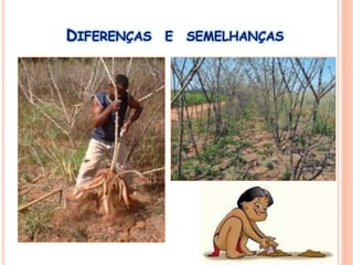 DIFERENÇAS E SEMELHANÇAS
 