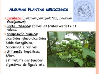 ALGUMAS PLANTAS MEDICINAIS
 Jurubeba (Solanum panicyulatum, Solanum
fastigiatum)
 Parte utilizada: folhas, os frutos verdes e as
raízes.
 Composição química:
alcalóides, gluco-alcalóides,
ácido clorogênico,
Saponinas e resinas.
 Utilização: hepáticas,
fébre,
estimulante das funções
digestivas, do fígado, etc.
 