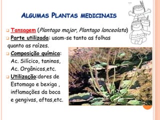 ALGUMAS PLANTAS MEDICINAIS
 Tansagem (Plantago major, Plantago lanceolata)
 Parte utilizada: usam-se tanto as folhas
quanto as raízes.
 Composição química:
Ac. Silícico, taninos,
Ac. Orgânicos,etc.
 Utilização:dores de
Estomago e bexiga ,
inflamações da boca
e gengivas, aftas,etc.
 