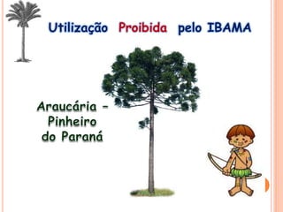 Utilização Proibida pelo IBAMA
 