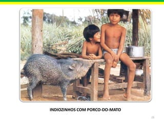 INDIOZINHOS COM PORCO-DO-MATO
23

 