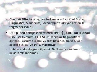 • Genomik DNA hazır agoroz bloklara alındı ve XbaI(Roche
  Diagnostics, Mannheim, Germany) restiriksiyon enzimi ile
  fragmetler ayrıldı.
• DNA pulsed-field jel elektroforezi (PFGE) , CHEF-DR III cihazı
  (Bio-Rad, Hercules, CA, USA) kullanılarak fragmentlere
  ayrılmış. Yürütme işlemi 20 saat boyunca, cm ye 6 wolt
  gelicek şekilde ve 14 ͦ C yapılmıştır.
• İzolatların dendrogram ilişkileri BioNumerics software
  kulanılarak hazırlandır.
 