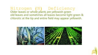 Nitrogen Deficiency In Rice Nutrient Deficiency Symptoms of Rice (Oryza sativa) | PPTX