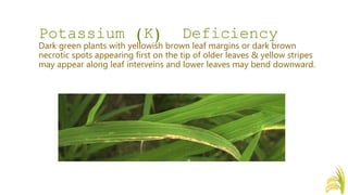 Potassium Deficiency In Rice Nutrient Deficiency Symptoms of Rice (Oryza sativa) | PPTX