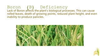 Nutrient Deficiency Symptoms of Rice (Oryza sativa) | PPTX