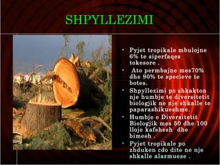 SHPYLLEZIMI
• Pyjet tropikale mbulojne
6% te siperfaqes
tokesore .
• Ato permbajne mes70%
dhe 90% te specieve te
botes.
• Shpyllezimi po shkakton
nje humbje te diversitetit
biologjik ne nje shkalle te
paparashikueshme.
• Humbje e Diversitetit
Biologjik mes 50 dhe 100
lloje kafshesh dhe
bimesh .
• Pyjet tropikale po
zhduken cdo dite ne nje
shkalle alarmuese .
 