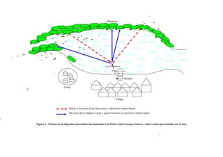 Figure 2 : Schéma de la migration journalière des lamantins à la Pointe Saint-Georges (Source : observations personnelles ...