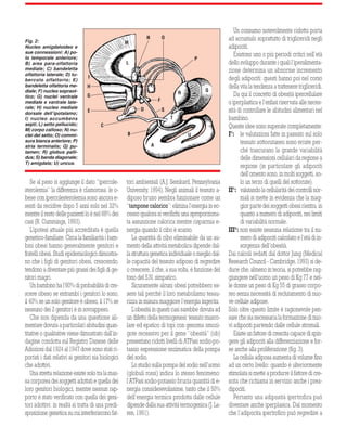 Fig. 2: 
Nucleo amigdaloideo e 
sue connessioni: A) po-lo 
temporale anteriore; 
B) area para-olfattoria 
mediale; C) bandeletta 
olfattoria laterale; D) tu-bercolo 
olfattorio; E) 
bandeletta olfattoria me-diale; 
F) nucleo sopraot-tico; 
G) nuclei ventrale 
mediale e vantrale late-rale; 
H) nucleo mediale 
dorsale dell’ipotalamo; 
I) nucleo accumbens 
septi; L) setto pellucido; 
M) corpo calloso; N) nu-clei 
del setto; O) commi-sura 
bianca anteriore; P) 
stria terminalis; Q) pu-tamen; 
R) globus palli-dus; 
S) banda diagonale; 
T) amigdala; U) uncus. 
18 
H 
G 
Se al peso si aggiunge il dato “ipercole-sterolemia” 
la differenza è clamorosa: le o-bese 
con ipercolesterolemia sono ancora e-senti 
da recidive dopo 5 anni solo nel 32% 
mentre il resto delle pazienti lo è nel 68% dei 
casi (R. Cummings, 1993). 
L’ipotesi attuale più accreditata è quella 
genetico-familiare. Circa la familiarità i bam-bini 
obesi hanno generalmente genitori e 
fratelli obesi. Studi epidemiologici dimostra-no 
che i figli di genitori obesi, crescendo, 
tendono a diventare più grassi dei figli di ge-nitori 
magri. 
Un bambino ha l’80% di probabilità di cre-scere 
obeso se entrambi i genitori lo sono, 
il 40% se un solo genitore è obeso, il 17% se 
nessuno dei 2 genitori è in sovrappeso. 
Che non dipenda da una questione ali-mentare 
dovuta a particolari abitudini quan-titative 
o qualitative viene dimostrato dall’in-dagine 
condotta sul Registro Danese delle 
Adozioni dal 1924 al 1947 dove sono stati ri-portati 
i dati relativi ai genitori sia biologici 
che adottivi. 
Una stretta relazione esiste solo tra la mas-sa 
corporea dei soggetti adottati e quella dei 
loro genitori biologici, mentre nessun rap-porto 
è stato verificato con quella dei geni-tori 
adottivi: in realtà si tratta di una predi-sposizione 
genetica su cui interferiscono fat-tori 
ambientali (A.J. Semkard, Pennsylvania 
University, 1994). Negli animali il tessuto a-diposo 
bruno sembra funzionare come un 
“tampone calorico”: elimina l’energia in ec-cesso 
qualora si verifichi una sproporziona-ta 
assunzione calorica mentre risparmia e-nergia 
quando il cibo è scarso. 
La quantità di cibo eliminabile da un au-mento 
della attività metabolica dipende dal-la 
struttura genetica individuale o meglio dal-le 
capacità del tessuto adiposo di regredire 
o crescere, il che, a sua volta, è funzione del 
tono del S.N. simpatico. 
Sicuramente alcuni obesi potrebbero es-sere 
tali perché il loro metabolismo tesau-rizza 
in misura maggiore l’energia ingerita. 
L’obesità in questi casi sarebbe dovuta ad 
un difetto della termogenesi: tessuto musco-lare 
ed epatico di topi con genoma omozi-gote 
recessivo per il gene “obesità” (ob) 
presentano ridotti livelli di ATPasi sodio-po-tassio 
espressione enzimatica della pompa 
del sodio. 
Lo studio sulla pompa del sodio nell’uomo 
(globuli rossi) indica lo stesso fenomeno: 
l’ATPasi sodio-potassio brucia quantità di e-nergia 
considerevolissime, tanto che il 50% 
dell’energia termica prodotta dalle cellule 
dipende dalla sua attività termogenica (J. La-ren, 
1991). 
Un consumo notevolmente ridotto porta 
ad accumulo soprattutto di trigliceridi negli 
adipociti. 
Esistono uno o più periodi critici nell’età 
dello sviluppo durante i quali l’iperalimenta-zione 
determina un abnorme incremento 
degli adipociti: questi hanno poi nel corso 
della vita la tendenza a trattenere trigliceridi. 
Da qui il concetto di obesità ipercellulare 
o iperplastica e l’enfasi riservata alle neces-sità 
di controllare le abitudini alimentari nel 
bambino. 
Queste idee sono superate completamente: 
I°: le valutazioni fatte in passato sul solo 
tessuto sottocutaneo sono errate per-ché 
trascurano la grande variabilità 
delle dimensioni cellulari da regione a 
regione (in particolare gli adipociti 
dell’omento sono, in molti soggetti, so-lo 
un terzo di quelli del sottocute). 
II°: valutando la cellularità dei controlli nor-mali 
si mette in evidenza che la mag-gior 
parte dei soggetti obesi rientra, in 
quanto a numero di adipociti, nei limiti 
di variabilità normale. 
III°: non esiste nessuna relazione tra il nu-mero 
di adipociti calcolato e l’età di in-sorgenza 
dell’obesità. 
Dai calcoli redatti dal dottor Jung (Medical 
Research Council - Cambridge, 1993) si de-duce 
che, almeno in teoria, si potrebbe rag-giungere 
nell’uomo un peso di Kg 77 e nel-le 
donne un peso di Kg 55 di grasso corpo-reo 
senza necessità di reclutamento di nuo-ve 
cellule adipose. 
Solo oltre questo limite è ragionevole pen-sare 
che sia necessaria la formazione di nuo-vi 
adipociti partendo dalle cellule stromali. 
Esiste un fattore di crescita capace di spin-gere 
gli adipociti alla differenziazione e for-se 
anche alla proliferazione (fig. 3). 
La cellula adiposa aumenta di volume fino 
ad un certo livello: quando è ulteriormente 
stimolata si mette a produrre il fattore di cre-scita 
che richiama in servizio anche i prea-dipociti. 
Pertanto una adiposità ipertrofica può 
diventare anche iperplasica. Dal momento 
che l’adipocita ipertrofico può regredire a 
M 
N 
I 
O 
P 
L 
R Q 
U 
A 
T 
E D 
C 
B 
F 
S 
 