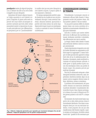 Precursori 
indifferenziati 
Fattori di 
differenziazione 
Adipoblasti 
e preadipociti 
Fattori di 
maturazione 
Adipociti 
immaturi 
19 
preadipocito mentre gli adipociti iperplasi-ci 
no, si deduce che oltre ad un certo livello 
il soggetto non può dimagrire. 
L’iperplasia del tessuto adiposo tesauriz-za 
l’adipe soprattutto in certi distretti cor-porei 
(il deposito di grasso nella metà su-periore 
del corpo tende ad insorgere so-prattutto 
mediante ipertrofia delle cellule 
preesistenti mentre la deposizione di gras-so 
nella metà inferiore è per differenziazio-ne 
iperplasica) per cui “paradossalmente” 
la conditio sine qua non poter dimagrire in 
certi distretti corporei, è proprio quella di 
non ingrassare a dismisura. 
Ciò spiega egregiamente perché la gran-de 
obesità non sia curabile se non con prov-vedimenti 
chirurgici (vaste resezioni inte-stinali, 
ablazioni omentali, liposuzione) e 
perché molti obesi restano tali anche dopo 
deprecabili terapie basate sul semidigiuno 
o anche se ammalati di tumori fortemente 
cachettizzanti. 
CONSIDERAZIONI GENERALI 
DI TERAPIA 
Probabilmente il principale ostacolo al 
trattamento efficace delle obesità è l’atteg-giamento 
sociale del paziente obeso, dei 
suoi parenti e genitori e del suo medico. 
Da una parte le persone affette da obesità 
spesso hanno una scarsa autostima ed a-spettative 
eccessivamente ottimistiche da o-gni 
nuovo trattamento. 
Dall’altra il medico può essere indotto 
nell’errore di affermare che il problema sia 
banale, facilmente risolvibile o intrattabile, 
tutte affermazioni mai vere in assoluto. 
La terapia classica della obesità è basata 
sulla restrizione dietetico-calorica e su tera-pie 
anoressizzanti. 
Questa impostazione terapeutica non solo 
dà risultati deludenti ma rappresenta un dif-ficile 
target da raggiungere: il danno biolo-gico 
di diete ipocaloriche applicate in tempi 
brevi oltre all’uso di amfetaminosimili, fen-fluramina, 
clorazepato, piante medicinali va-riamente 
ed impropriamente utilizzate, è 
molto grave: la rapida perdita di peso cau-sata 
dal semidigiuno indica una perdita di 
tessuto magro che presenta pericoli per 
molti tipi di pazienti. 
Non solo le adolescenti sottoposte a diete 
dimagranti lamentano amenorrea, ansia, de-pressione, 
stanchezza mentale, stipsi, ma un 
numero ancora maggiore riferisce senso di 
fame, debolezza, nausea e sonnolenza. 
Il problema del mantenimento del peso 
ridotto ottenuto con restrizioni dietetiche 
è piuttosto deludente: il mantenimento del-la 
perdita di peso dopo digiuno prolunga-to 
si ottiene ad un anno di distanza nel 45% 
dei giovani pazienti e solo nell’8% a cinque 
anni. 
Dal momento che studi recenti hanno sug-gerito 
che la dieta delle persone obese è 
normalmente distribuita e che taluni si man-tengono 
obesi pur con una nutrizione mo-derata, 
è stato proposto che una più utile 
classificazione dell’obesità (rispetto a quel-la 
esogena ed endogena) dovrebbe essere 
basata sulla “quantità di cibo necessaria per 
Fig. 3: Mentre l’adipocita ipertrofico può regredire per inversione biologica fino ad adi-poblasto, 
l’adipocita iperplasico non ha questo comportamento. 
Adipociti 
maturi 
Iperalimentazione 
Adipocita ipertrofico 
(obesità ipertrofica) 
Iperplasia 
del tessuto adiposo 
(obesità iperplastica) 
 