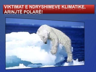 VIKTIMAT E NDRYSHIMEVE KLIMATIKE,
ARINJTË POLARË!

 