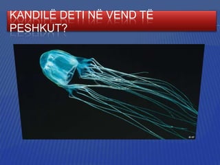 KANDILË DETI NË VEND TË
PESHKUT?

 