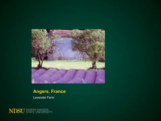 Angers, France
Lavender Farm

 