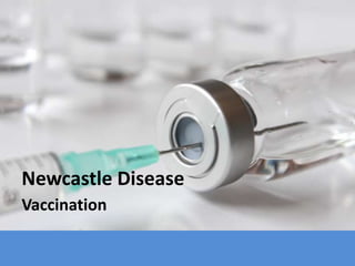 Newcastle Disease
Vaccination
 