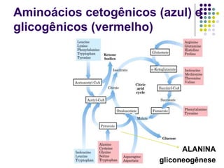 Aminoácios cetogênicos (azul) e
glicogênicos (vermelho)




                              ALANINA
                        gliconeogênese
 