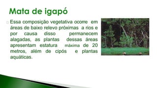 9 complexo regional-amazonico