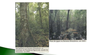 9 complexo regional-amazonico