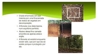 9 complexo regional-amazonico