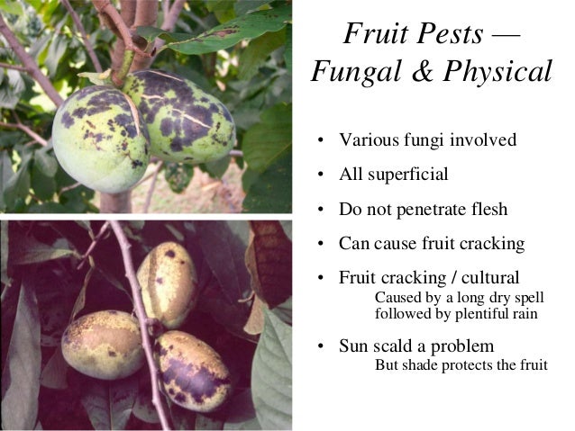 Improved Pawpaw Varieties