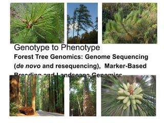 Genotype to Phenotype Forest Tree Genomics: Genome Sequencing (de novo and resequencing),  Marker-Based Breeding and Landscape Genomics 