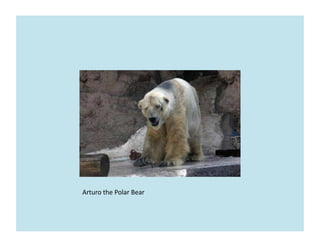 Arturo	
  the	
  Polar	
  Bear	
  
 