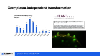Agriculture Division of DowDuPont™
18.7
15.4
9
29
45.5
34.2
20
0.6
4.8 6
2.6
Transformation frequency
Percent
20
Germplasm-independent transformation
 