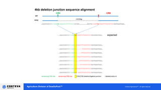 Agriculture Division of DowDuPont™ Corteva AgriscienceTM - All rights reserved
4kb deletion junction sequence alignment
Molecular Advancement - NGS
 