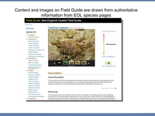 Content and images on Field Guide are drawn from authoritative information from EOL species pages 