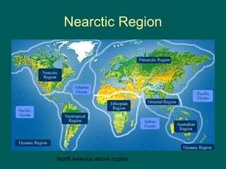 Nearctic Region 
North America above tropics 
 