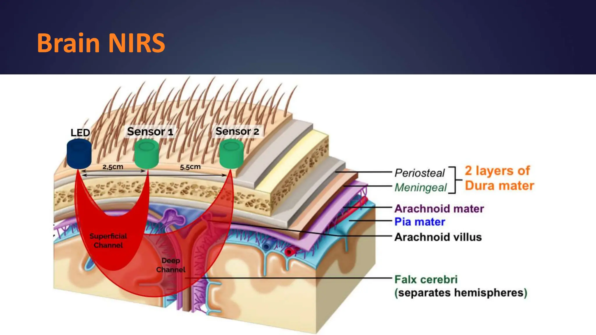 Brain NIRS
- You must control or external light sources
- You must know the absorbance of substances you are
measuring
 
