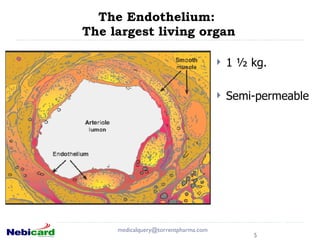The Endothelium:  The largest living organ 1 ½ kg. Semi-permeable [email_address] 
