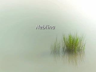 NeblinaNeblina
 