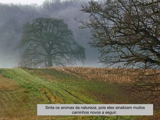 Sinta os aromas da natureza, pois eles sinalizam muitos 
caminhos novos a seguir. 
 