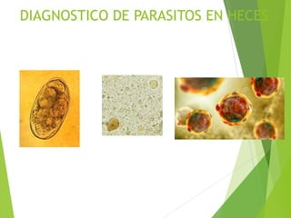 DIAGNOSTICO DE PARASITOS EN HECES
 