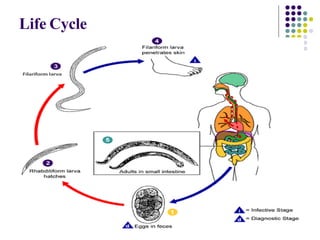 Life Cycle
 