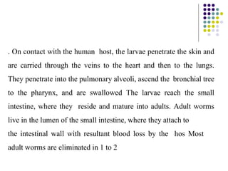 . On contact with the human host, the larvae penetrate the skin and
are carried through the veins to the heart and then to the lungs.
They penetrate into the pulmonary alveoli, ascend the bronchial tree
to the pharynx, and are swallowed The larvae reach the small
intestine, where they reside and mature into adults. Adult worms
live in the lumen of the small intestine, where they attach to
the intestinal wall with resultant blood loss by the hos Most
adult worms are eliminated in 1 to 2
 