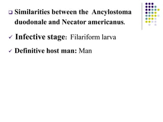 Similarities between the Ancylostoma
duodonale and Necator americanus.
 Infective stage: Filariform larva
 Definitive host man: Man
 
