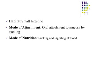  Habitat Small Intestine
 Mode of Attachment: Oral attachment to mucosa by
sucking
 Mode of Nutrition: Sucking and Ingesting of blood
 