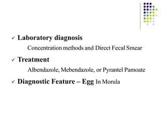  Laboratory diagnosis
Concentration methods and Direct Fecal Smear
 Treatment
Albendazole, Mebendazole, or Pyrantel Pamoate
 Diagnostic Feature – Egg In Morula
 