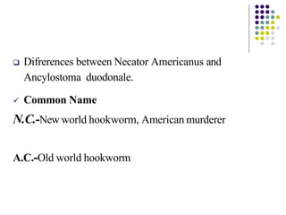  Difrerences between Necator Americanus and
Ancylostoma duodonale.
 Common Name
N.C.-New world hookworm, American murderer
A.C.-Old world hookworm
 