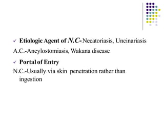  EtiologicAgent of N.C-.Necatoriasis, Uncinariasis
A.C.-Ancylostomiasis, Wakana disease
 Portalof Entry
N.C.-Usually via skin penetration rather than
ingestion
 