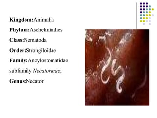 Kingdom:Animalia
Phylum:Aschelminthes
Class:Nematoda
Order:Strongiloidae
Family:Ancylostomatidae
subfamily Necatorinae;
Genus:Necator
 