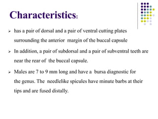 Characteristics:
 has a pair of dorsal and a pair of ventral cutting plates
surrounding the anterior margin of the buccal capsule
 In addition, a pair of subdorsal and a pair of subventral teeth are
near the rear of the buccal capsule.
 Males are 7 to 9 mm long and have a bursa diagnostic for
the genus. The needlelike spicules have minute barbs at their
tips and are fused distally.
 