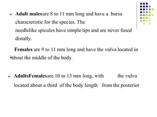 Adult malesare 8 to 11 mm long and have a bursa
characteristic for the species. The
needlelike spicules have simple tips and are never fused
distally.

Females are 9 to 11 mm long and have the vulva located in
about the middle of the body.
 AdultsFemalesare 10 to 13 mm long, with the vulva
located about a third of the body length from the posterior
 