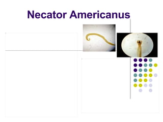 Necator Americanus
 