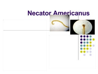 Necator Americanus 
