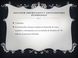 NECATOR AMERICANUS Y ANCYLOSTOMA
           DUODENALE


 Uncinarias.

 Son nematodos comunes en países en desarrollo de zonas
  tropicales y subtropicales, con un estimado de alrededor de 740
  millones de personas infectadas.
 