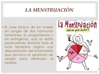 LA MENSTRUACIÓN 
• El cese brusco de los niveles 
en sangre de dos hormonas 
femeninas, la progesterona y 
los estrógenos, que se están 
produciendo durante todo el 
ciclo femenino origina una 
descamación del endometrio 
que provoca la aparición de 
sangre para eliminarla al 
exterior. 
 