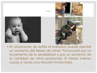 … 
• En situaciones de estrés el individuo puede percibir 
un aumento del deseo de orinar. Provocado por un 
incremento de la sensibilidad o por un aumento de 
la cantidad de orina producida. El miedo intenso 
causa a veces una micción involuntaria 
 