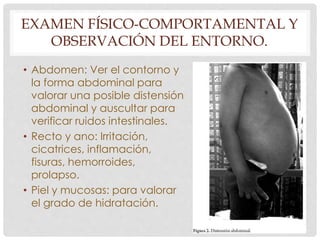 EXAMEN FÍSICO-COMPORTAMENTAL Y 
OBSERVACIÓN DEL ENTORNO. 
• Abdomen: Ver el contorno y 
la forma abdominal para 
valorar una posible distensión 
abdominal y auscultar para 
verificar ruidos intestinales. 
• Recto y ano: Irritación, 
cicatrices, inflamación, 
fisuras, hemorroides, 
prolapso. 
• Piel y mucosas: para valorar 
el grado de hidratación. 
 